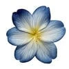 flowerlover_