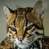 Evil Ocelot
