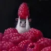Owokadik_5419798