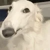 .Недопонятый гений.