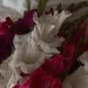 Ama_chka25