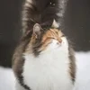 Тия Лин