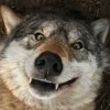 Brave wolf