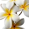 Wlial
