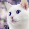AgnijaCat