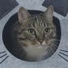 123blackfur