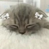 Кику на связи
