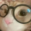 Mimi_Cats
