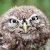 Grumpy_bird