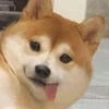 Мастер с чёрной душой