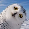Buho Polar
