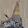 Горная Вискаша из Перу