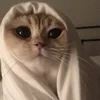 bito_cat