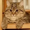 Кот_Мемос