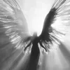 CrimWings