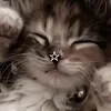 Tori_STIT