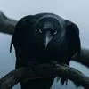 Black_Rat_29
