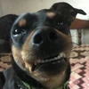лизо с подворотни