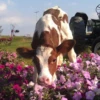 Cowsaymy