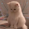 Poli_curious
