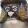Monkey Platon