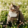ChocoChocolate_meow