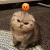 Betrayal_moon