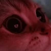 Fipifip
