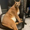 Человек который обожает каракалов