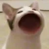 pop cat