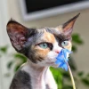 Аллен Смити