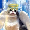 Комарушество