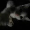 kittwxuq.wzz
