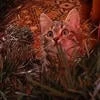 Котик Кана