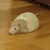 рэтПасюк