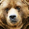 Bear Armor