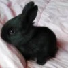 black_hare