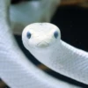 Drfjko