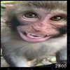chinazes_52