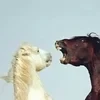 Молочная чичень