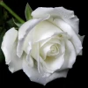 Arnice