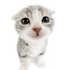 s0nya_sonya