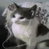 Дерика Фр.