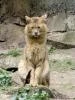 Кохан