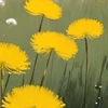 Dandelion butler