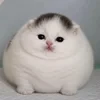 Розовый_Василёк
