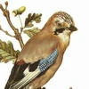 Обыкновенная сойка