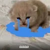 создатель любви