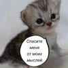 Moikitten
