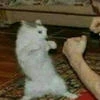 Jerry_writer